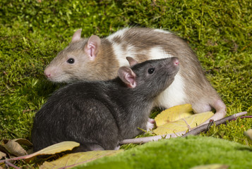 Rattus norvegicus - pet rat