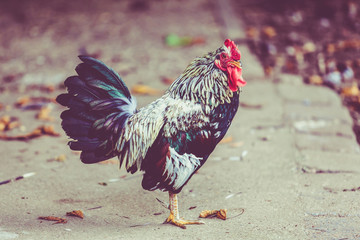 Beautiful cock. colorful rooster.