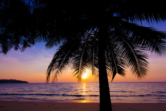 sunset landscape. beach sunset.  palm trees silhouette on sunset