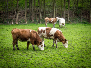 Dirty cow. Cows grazing on a green field