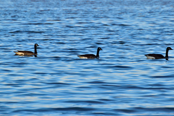 Geese Swimming In The Lake