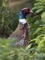 A rooster Ring-necked Pheasant