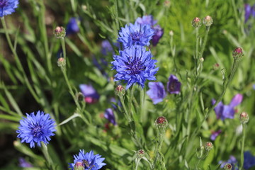 Cyanus segetum blooming n summer