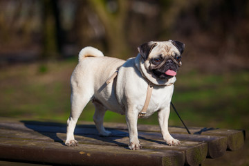 Obraz premium Pug dog. dog portrait