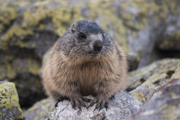 Marmot on the rocks. Tatry