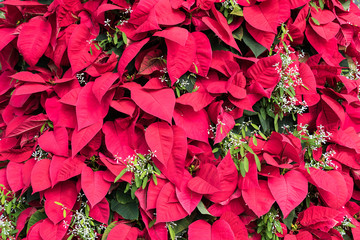 Pointsettia Leaves