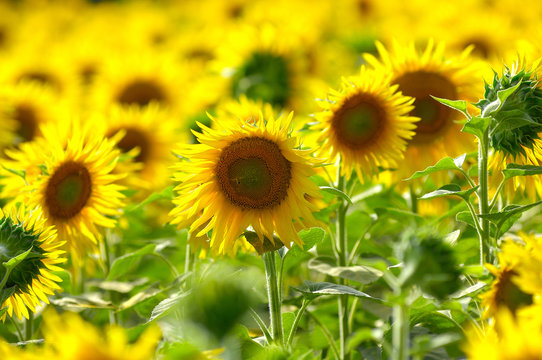 Sunflower