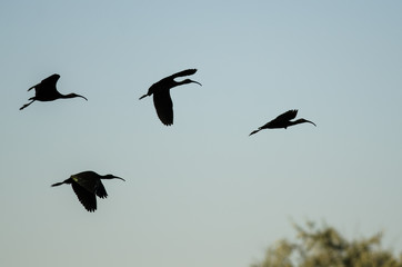 Obraz premium Four Silhouetted White-Faced Ibis Flying in a Blue Sky