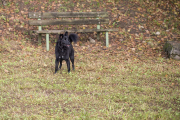 Cane al parco