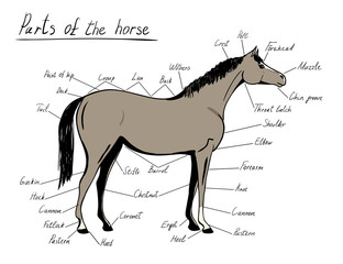 Parts of horse. Equine anatomy. Equestrian scheme with text. Hand drawing vector illustration.