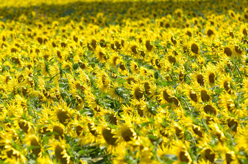 Obraz premium Sunflower in a field