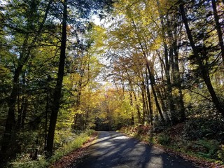Fototapeta premium Forest Road in Fall