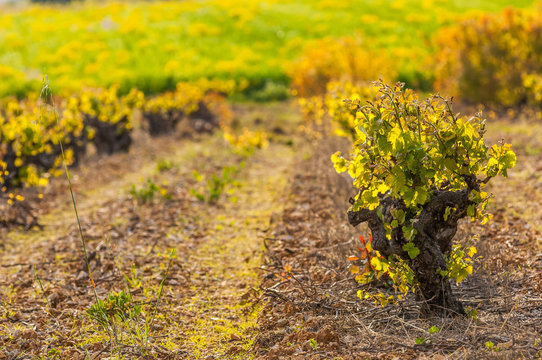 Pied de Vigne