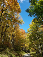 Forest Road in Fall