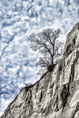 Lonely Tree