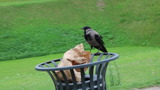 Corvus corone is looking for futter in the  trash basket 