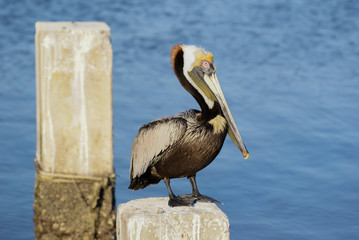 Perched Brown Pelican with Blurred Blue Water Background