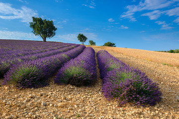 Fototapeta na wymiar Lavender field in Valensole plateau, Provence (France)