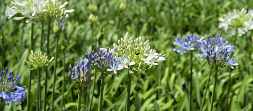 Close-up of agapanthus in contrast with dark natural background