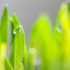 Goutte d'eau et Brin d'Herbe © Gabriel