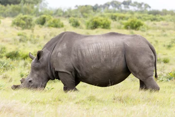 Foto op Plexiglas Rhino with his face in the grass © charissalotter