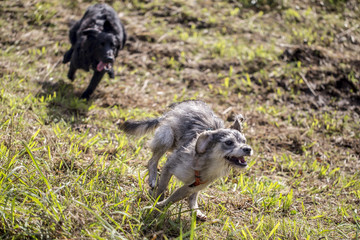Cane che corre nel prato