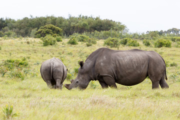 Rhino with her baby walking away
