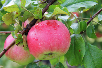 Red Wealthy apples on apple tree branch.