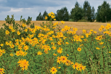 Autumn flowers.