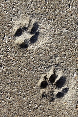 Dog tracks in the sand