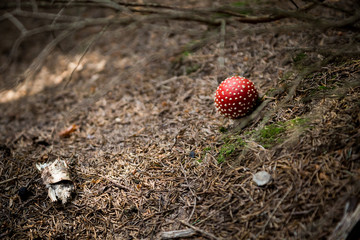 Red mushroom (Amanita Muscaria) in underwood