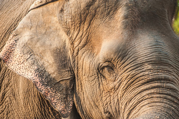 Closeup picture of an elephant head.