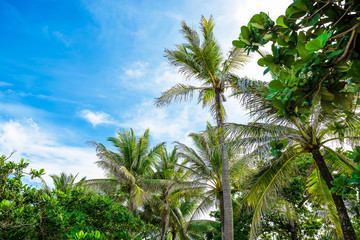 Fototapeta premium Palm trees and sky