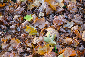 the shore of the lake in the Park