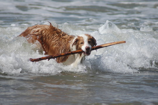 Stock geholt, Fell nass. Hund am Strand