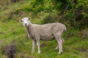 Obraz premium Lonely Sheep with green grass in New Zealand