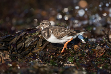 Ruddy Turnstone, Turnstone, Arenaria interpres