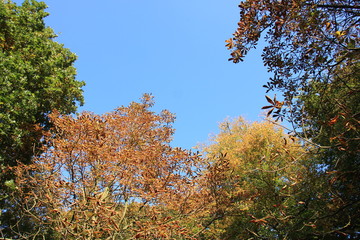 Trees in autumn colors