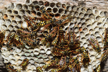 Wasp nest with wasps sitting on it. Wasps polist. The nest of a family of wasps which is taken a close-up