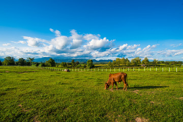 Single cow on a meadow.