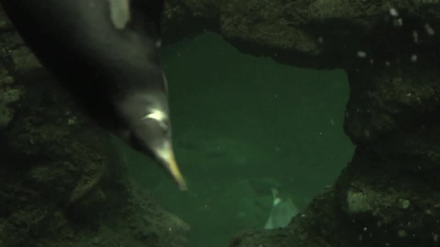 penguins swimming. shoot on red epic.
