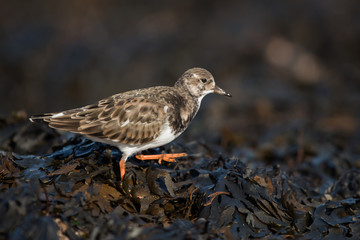 Ruddy Turnstone, Turnstone, Arenaria interpres