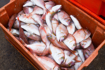 view on heap of fresh seawater pilchard lying in container in small fishing village