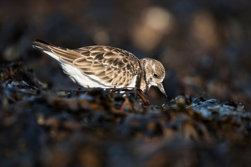 Ruddy Turnstone, Turnstone, Arenaria interpres