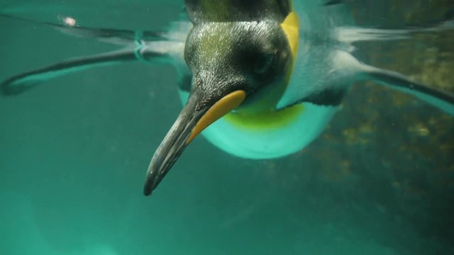 penguins swimming. shoot on red epic.