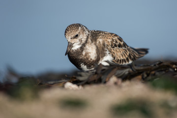 Ruddy Turnstone, Turnstone, Arenaria interpres