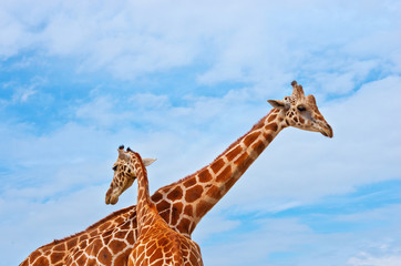 Naklejka premium giraffes against the blue sky