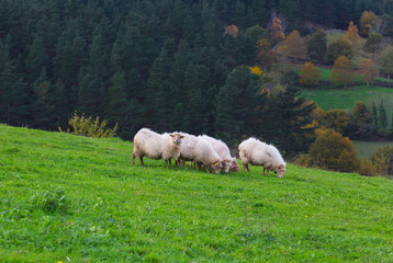 Fototapeta premium Animales en el pais vasco / Animals in the basque country
