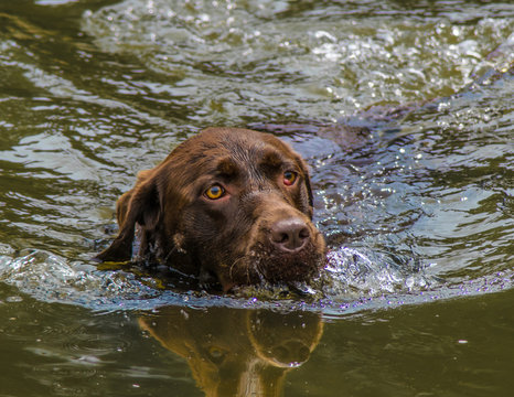 Chocolate Lab going for a swim