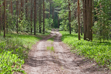  Pine wood with blossoming lilies of the valley and footpath on